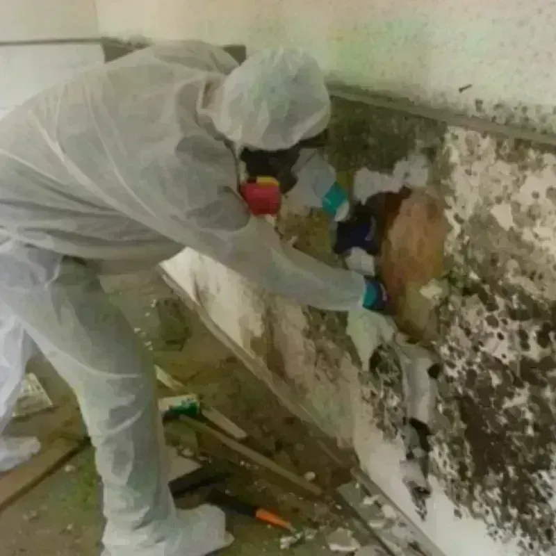 Mold Remediation and Removal in West Samoset, FL